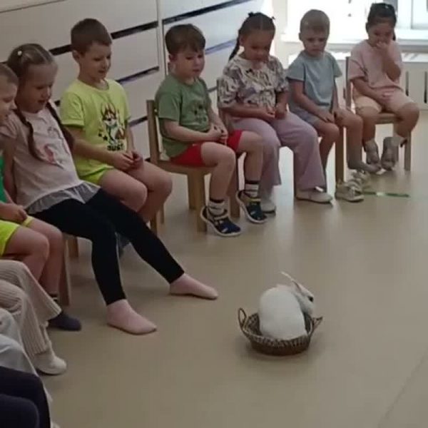 Дети сидят полукругом, в центре комнаты корзинка с белым кроликом — встреча с живым уголком в детском саду «Розовая башня»